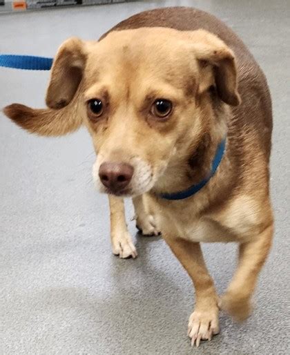 pet shelter bakersfield|Adopt A Pet .
